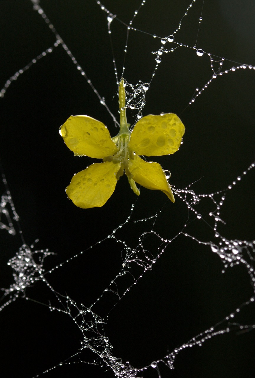 spider web petals yellow free photo