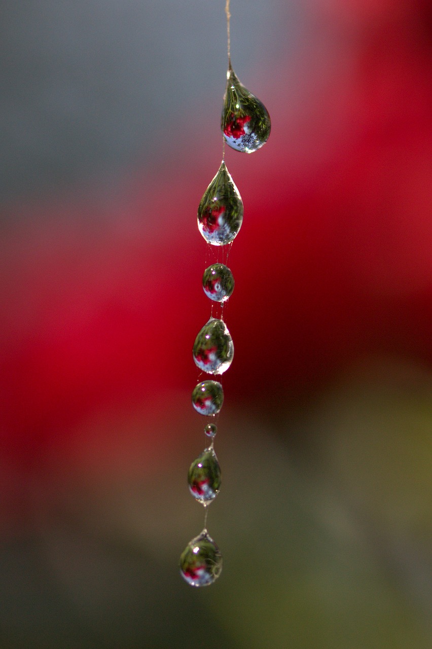 spider web drops place free photo