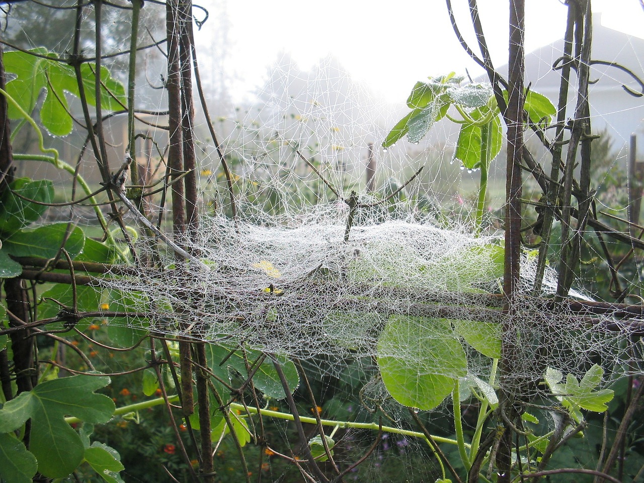 spider web mist leaf free photo