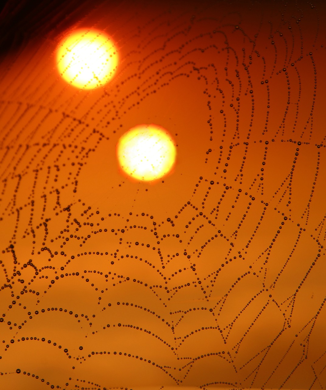 spider web drops sun free photo