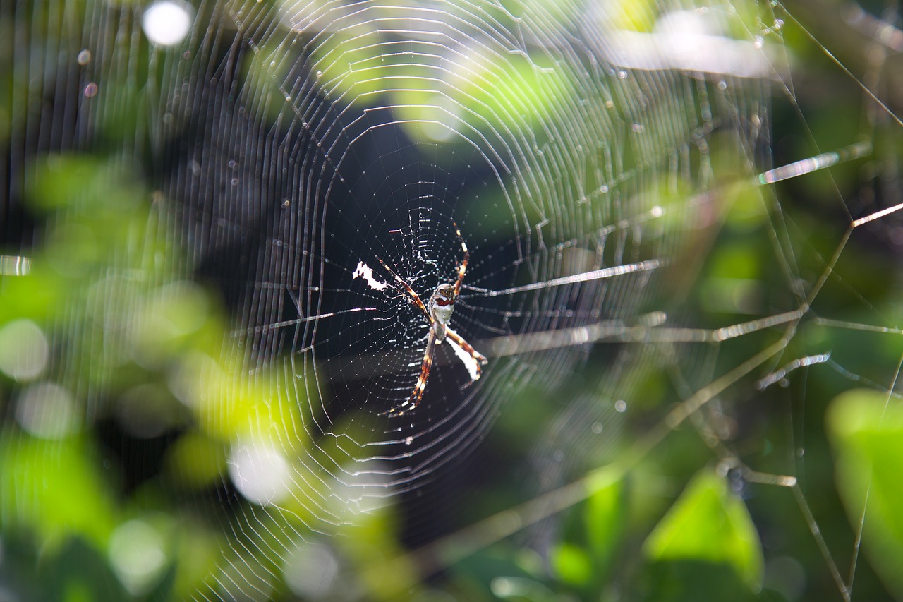 spider web spider tree free photo