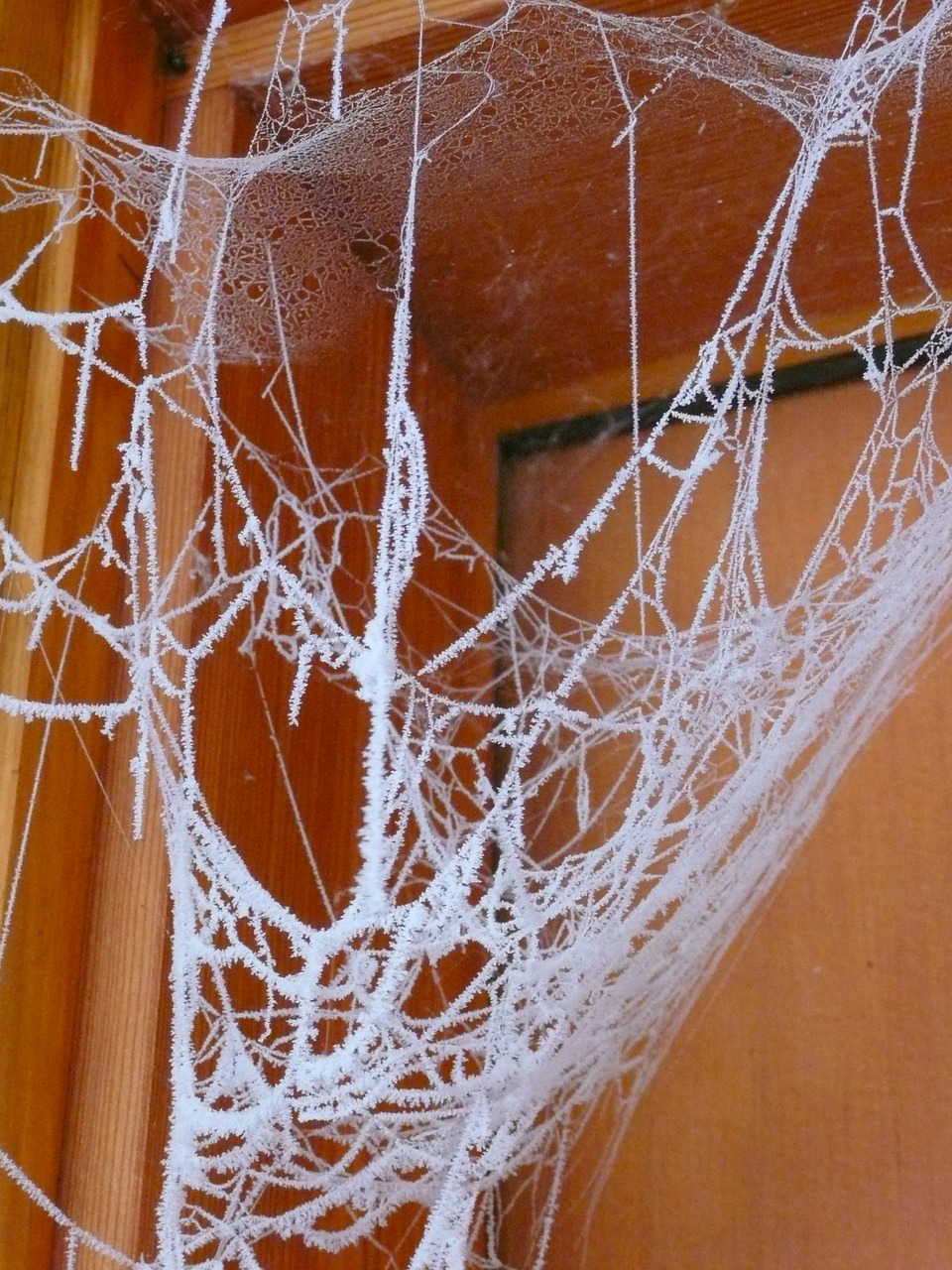 spider web hoary frosty free photo