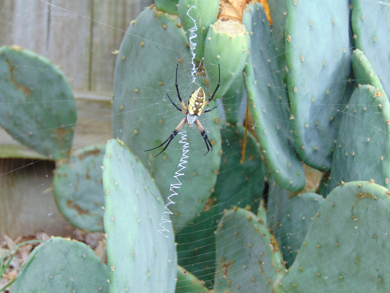 spider web black and yellow argiope argiope aurantia free photo