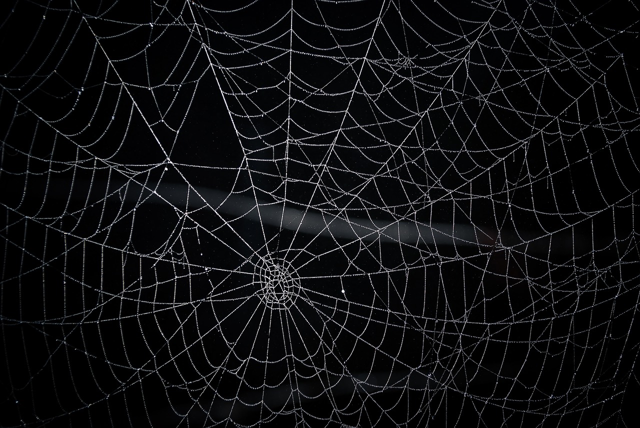 spider web network radial free photo