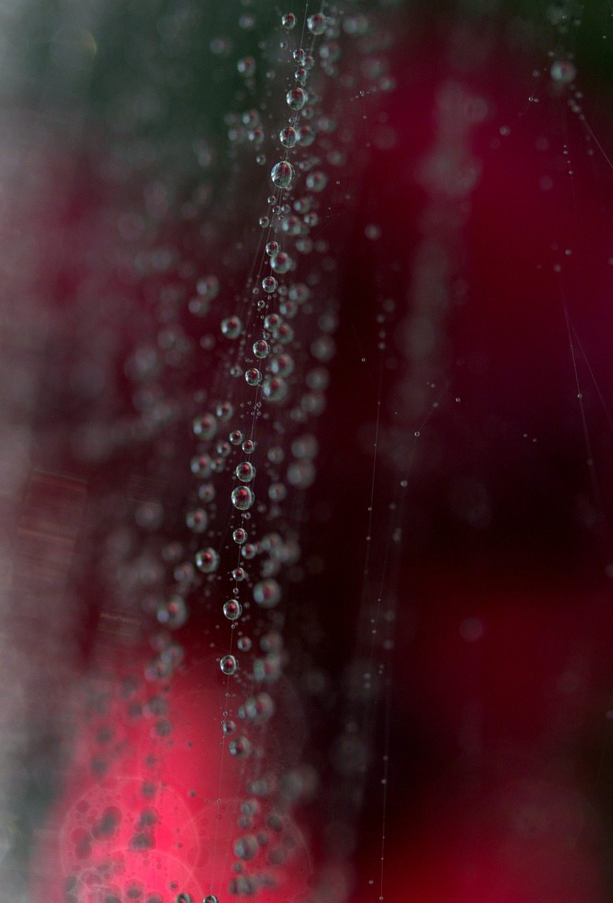 spider web drops coloring free photo