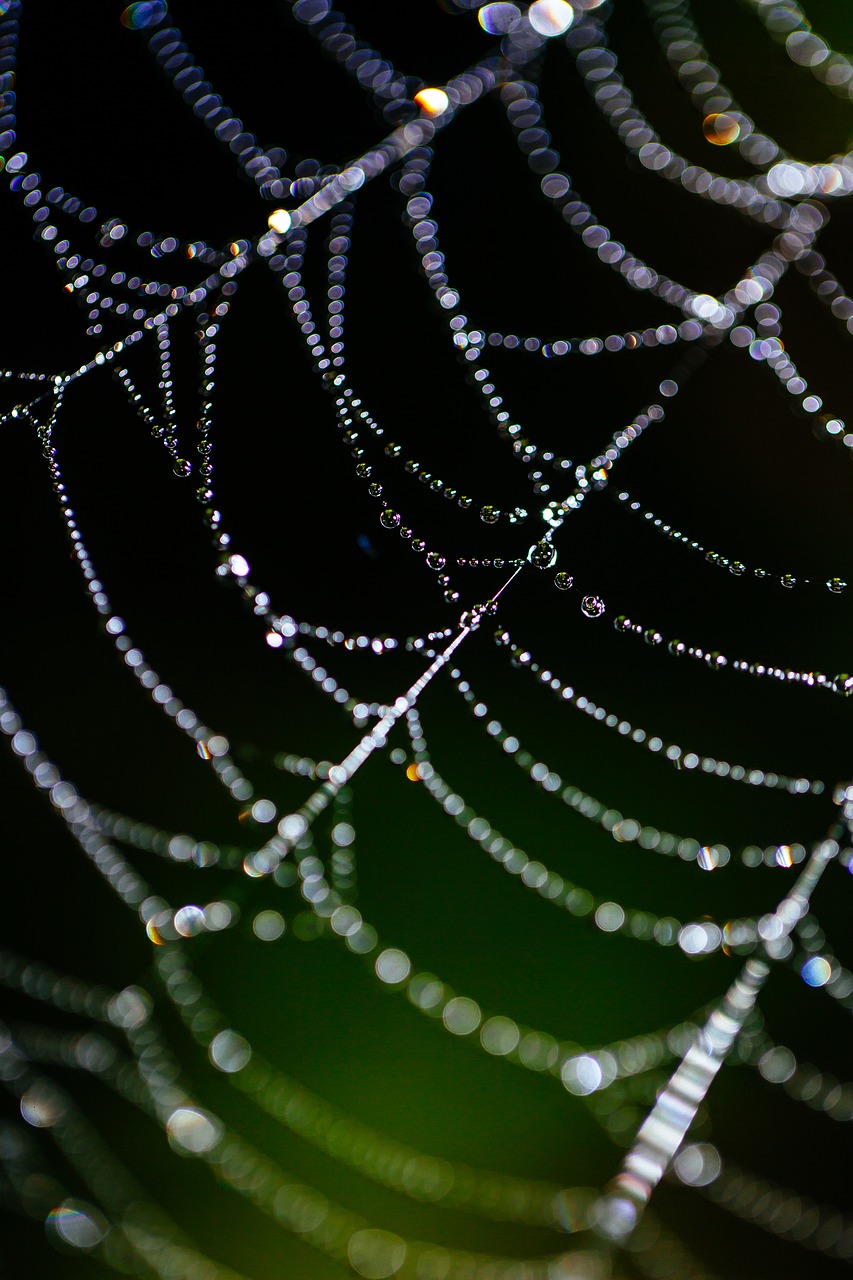 spider web bokeh dew free photo