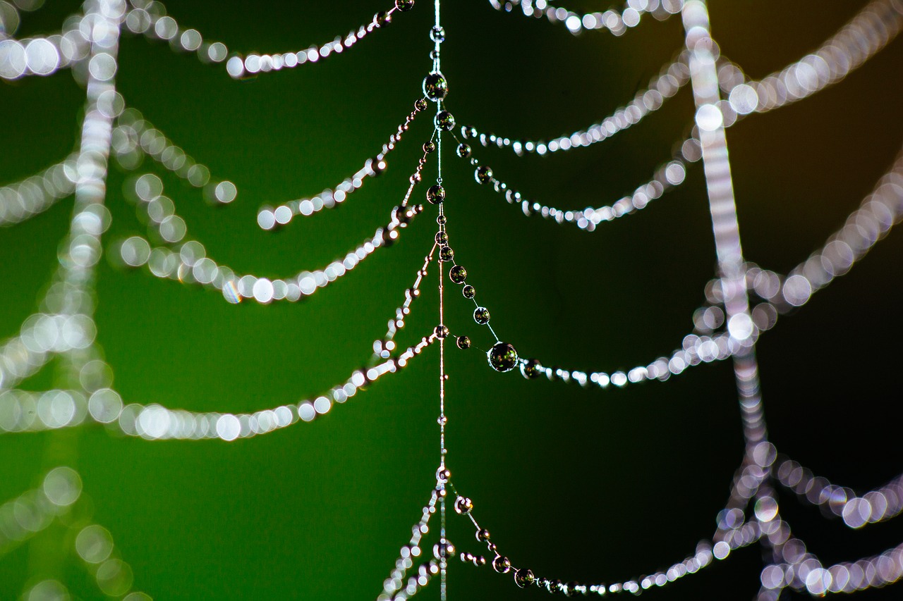 spider web bokeh dew free photo