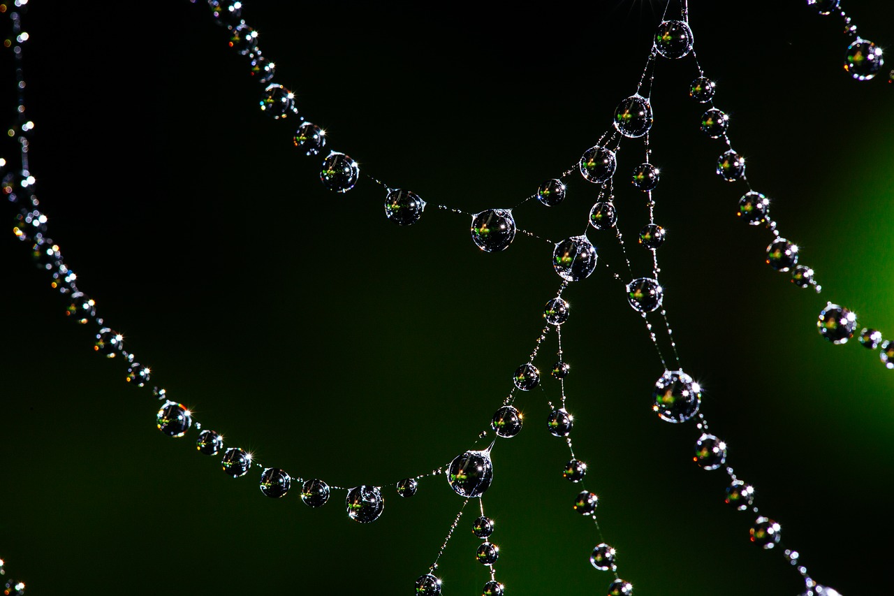 spider web bokeh dew free photo