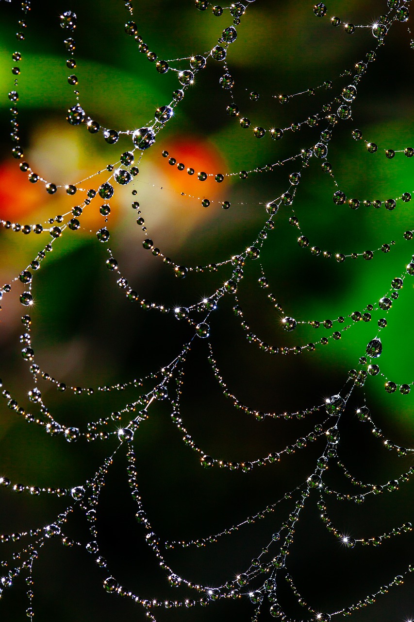 spider web bokeh dew free photo