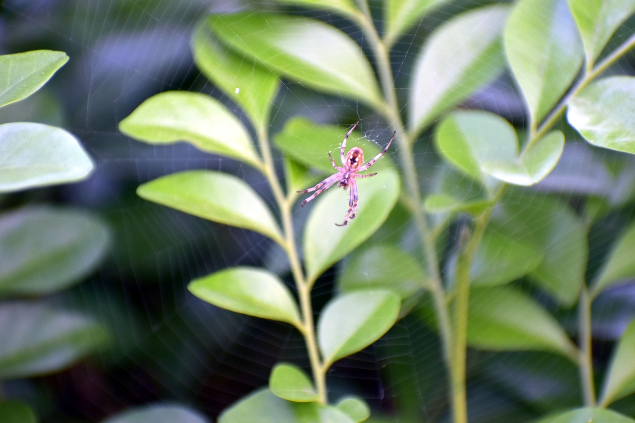 spider web spiderweb cobweb free photo