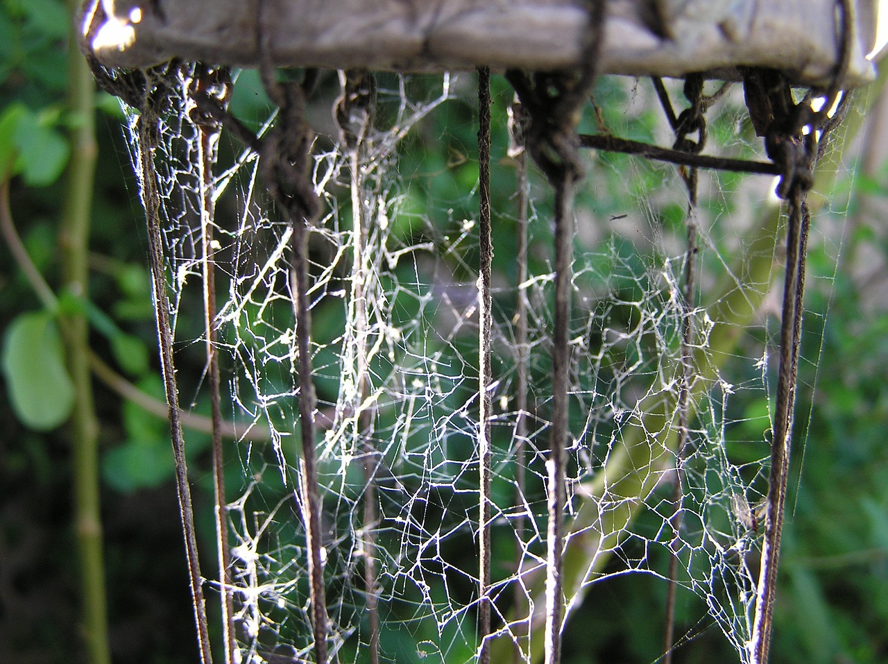 spider web garden outdoors free photo