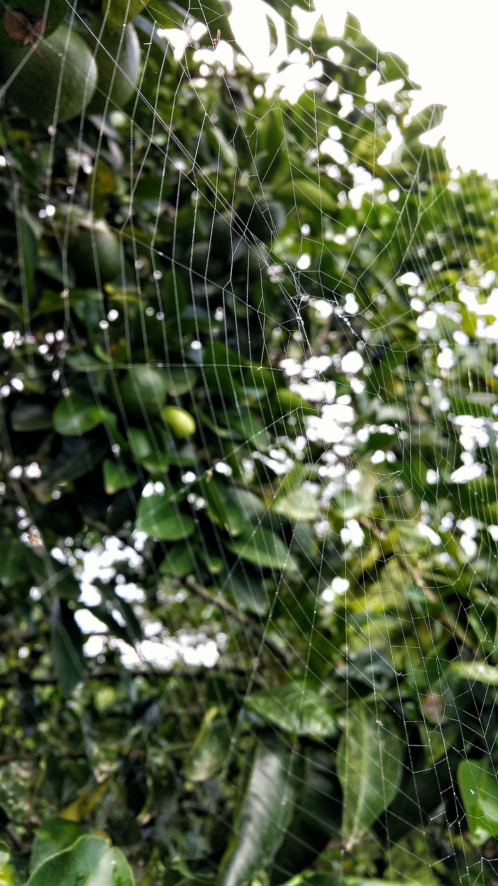 spider web strings orange tree free photo