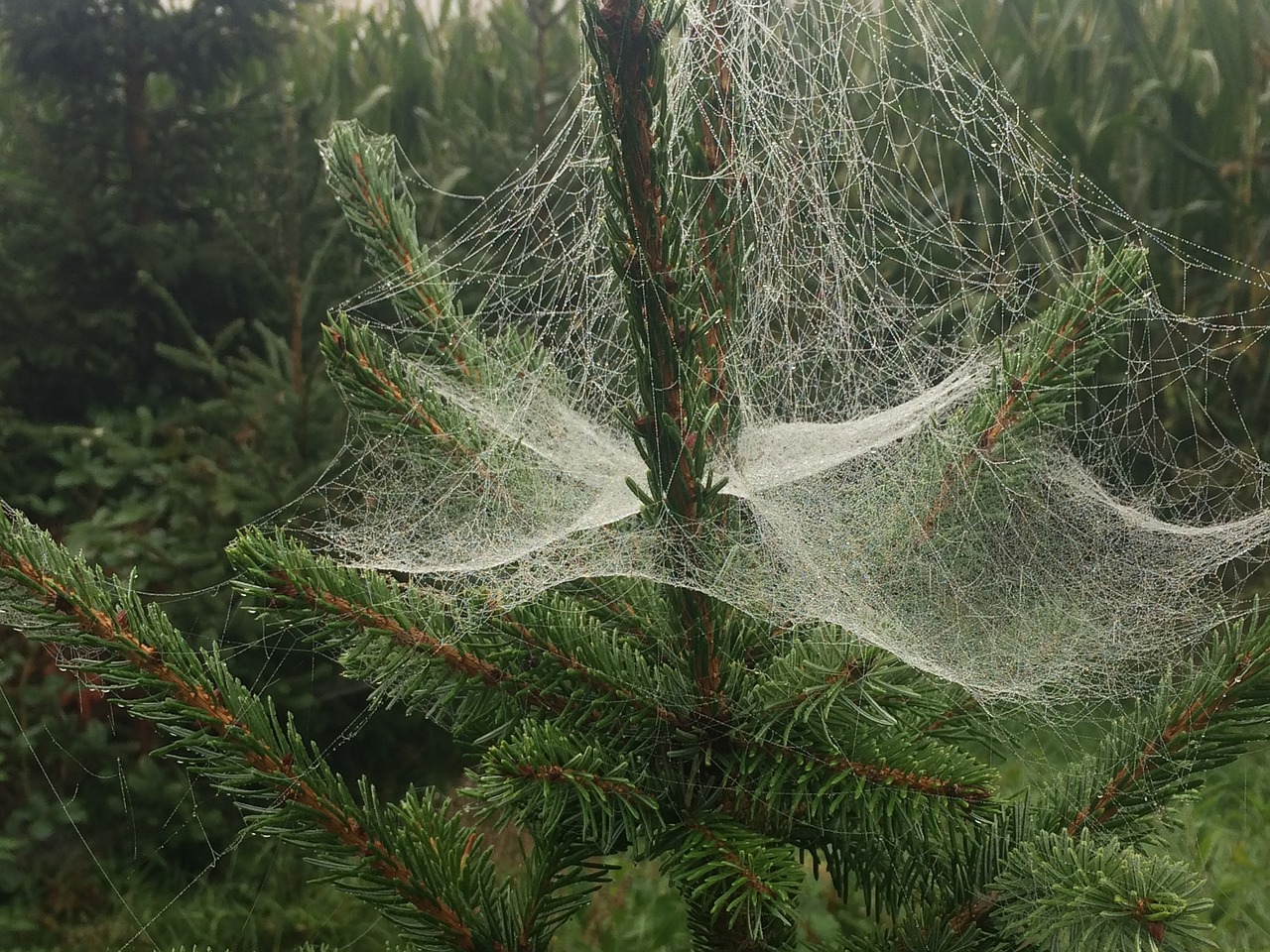 spider web christmas tree free pictures free photo