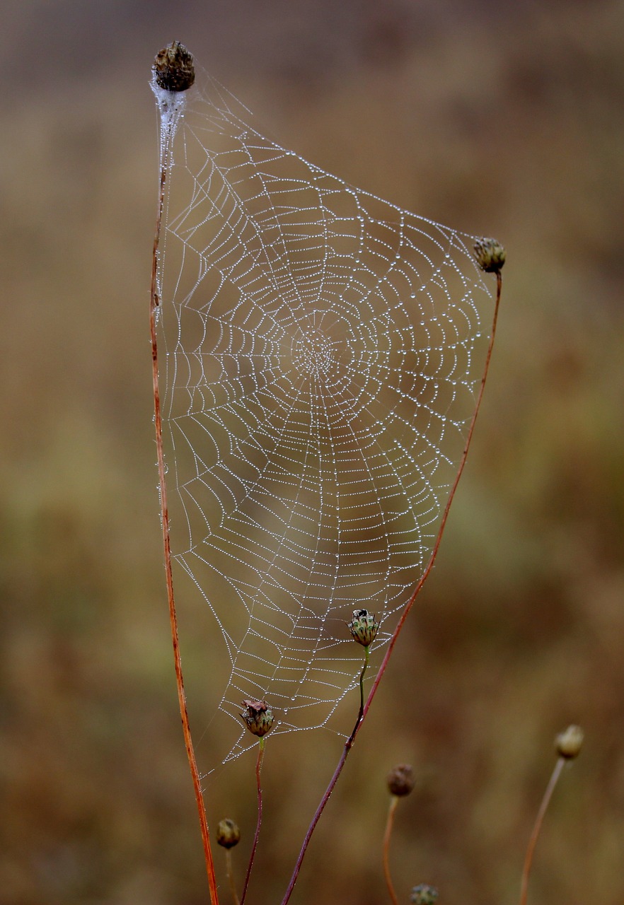 spider web wet hooked free photo