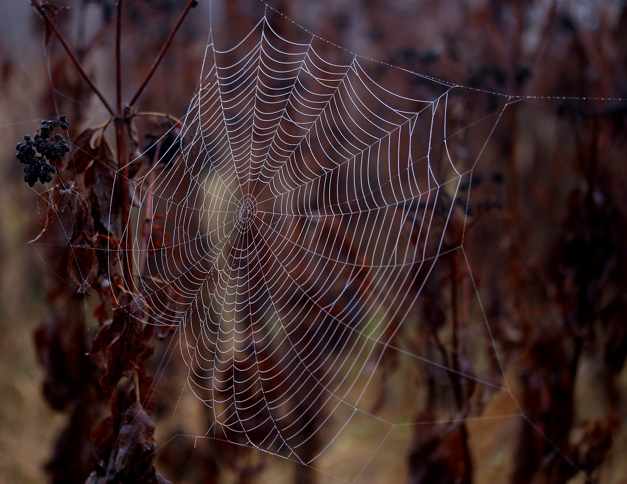 spider web wet hooked free photo