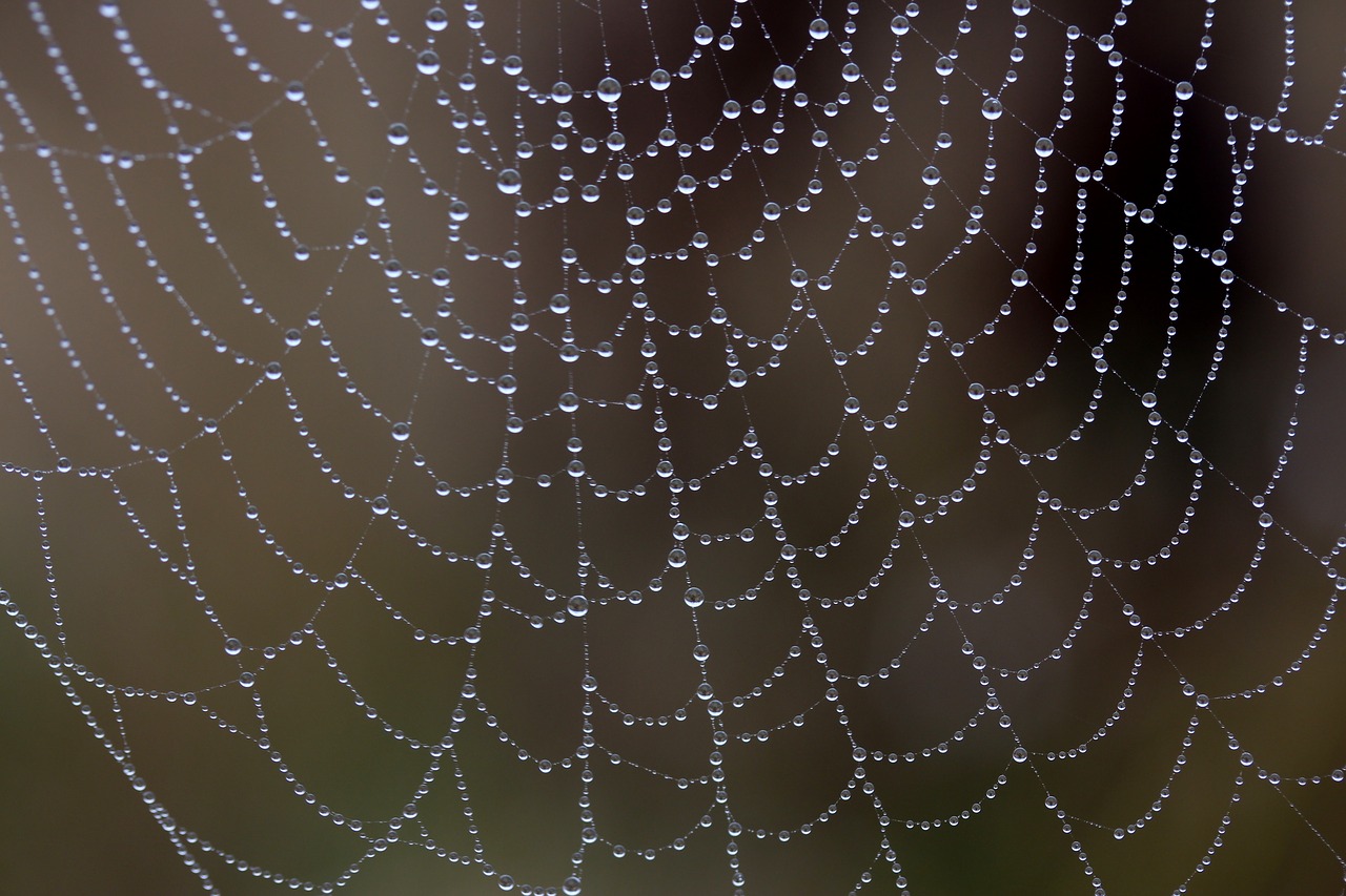 spider web wet hooked free photo