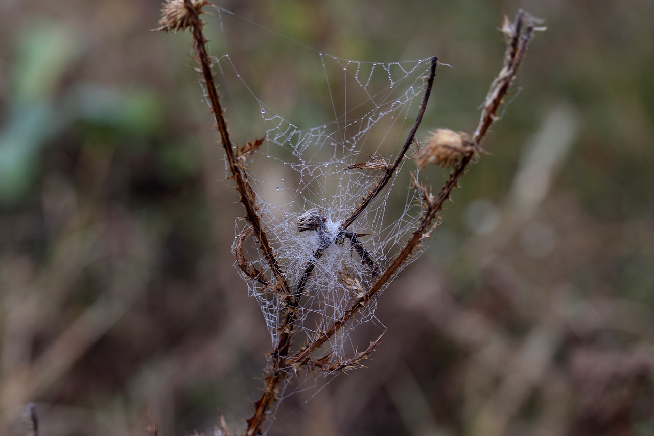 spider web wet hooked free photo