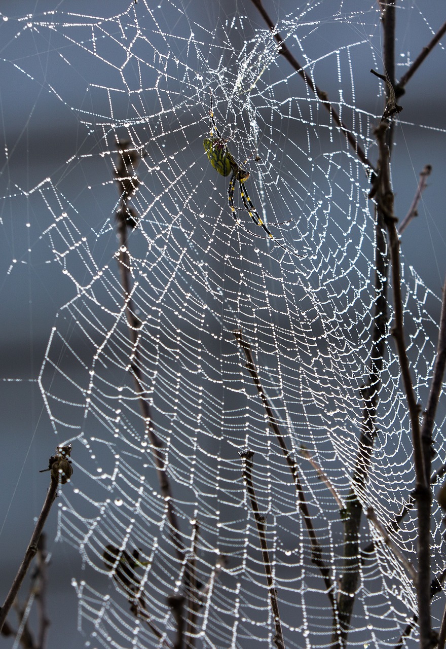 spider web spider dew free photo