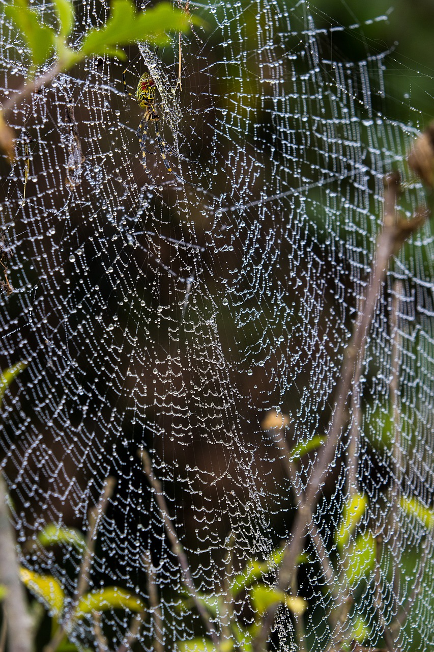 spider web spider dew free photo