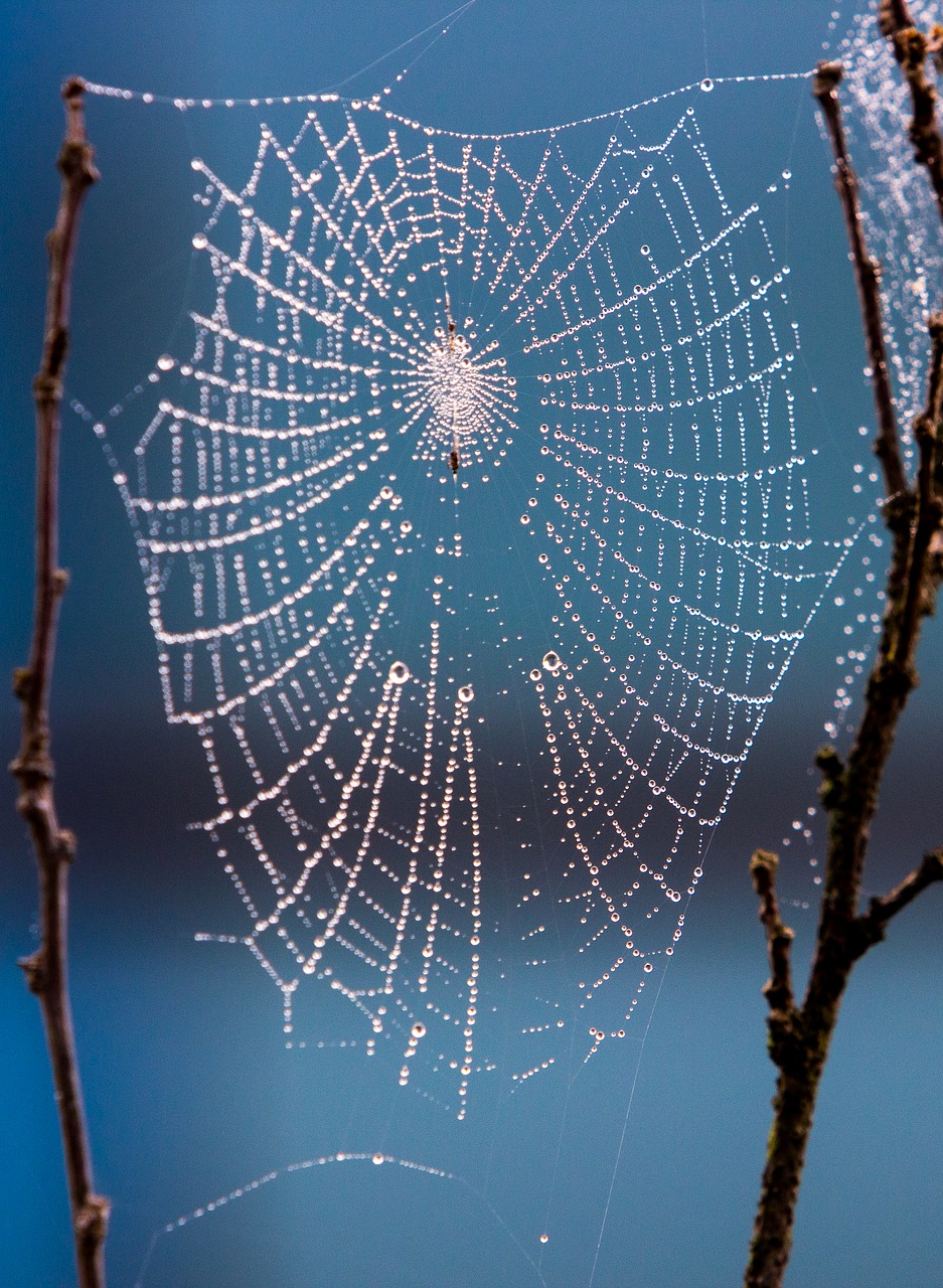 spider web spider dew free photo