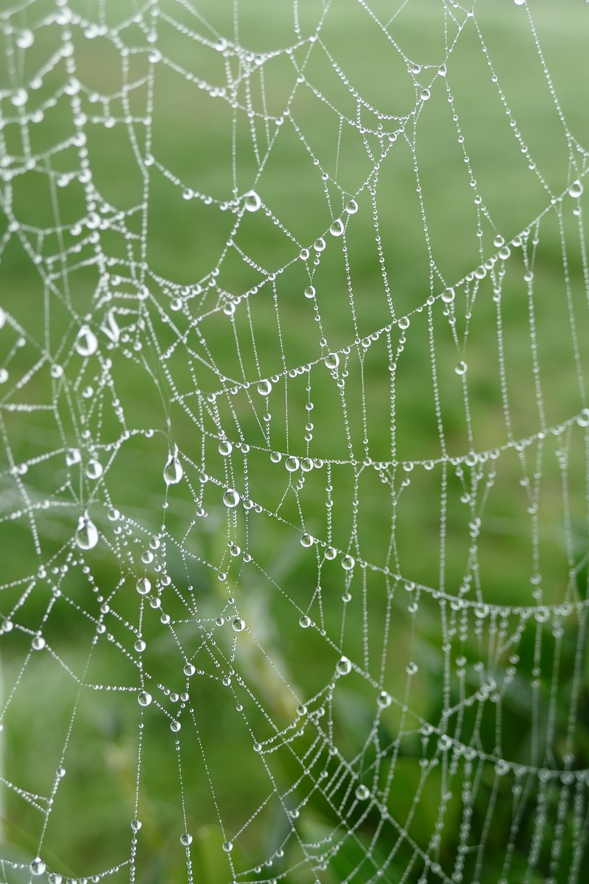 spider web web spin free photo