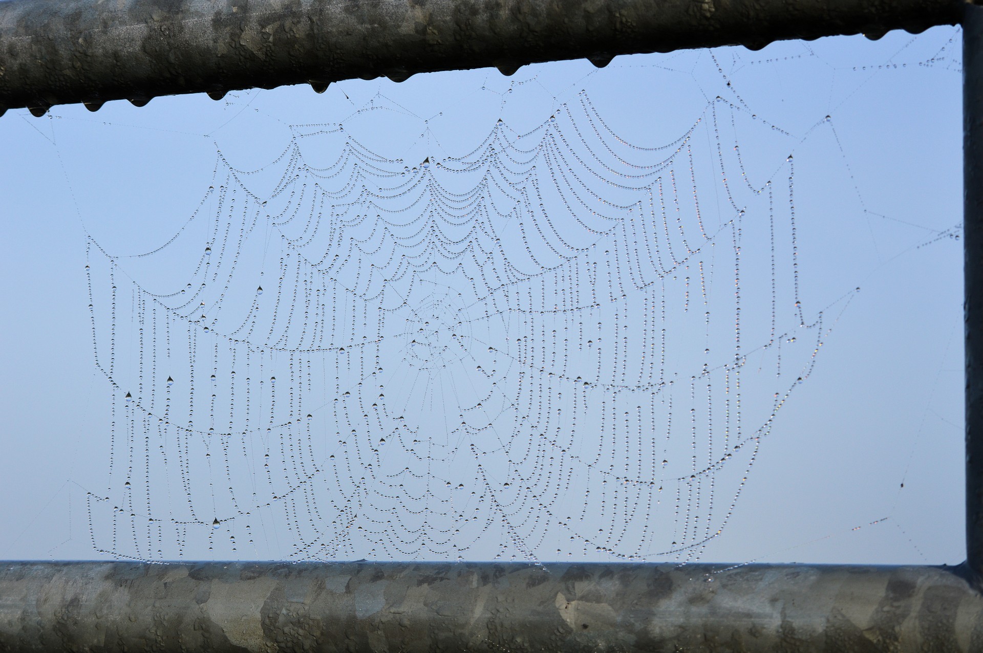 spider web nature free photo