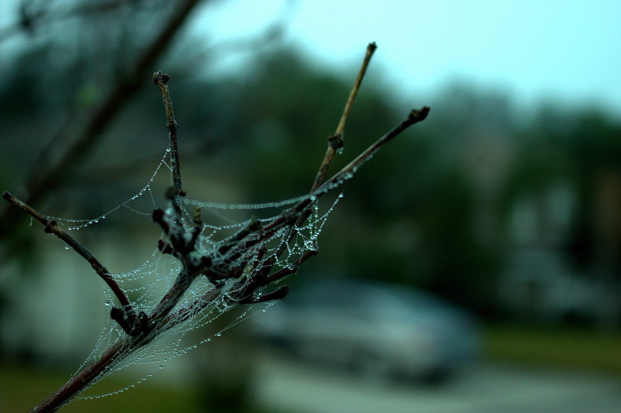 spider web nature outdoors free photo