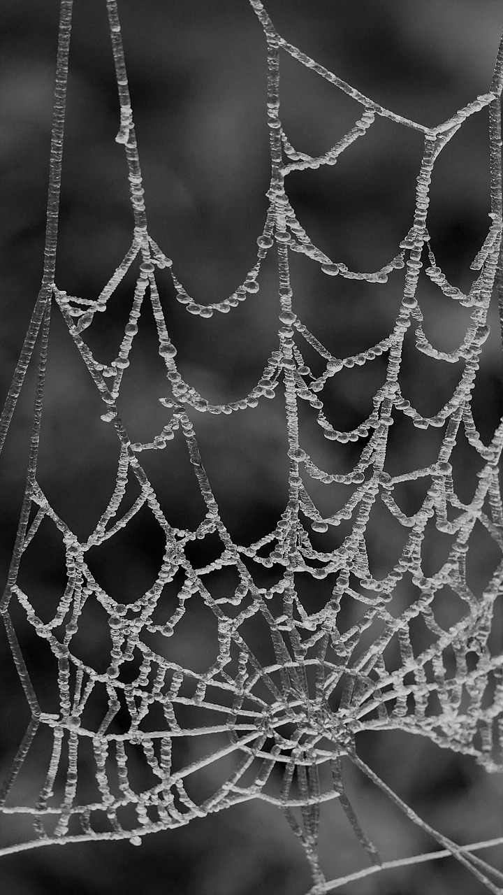 spider web spin cobweb free photo