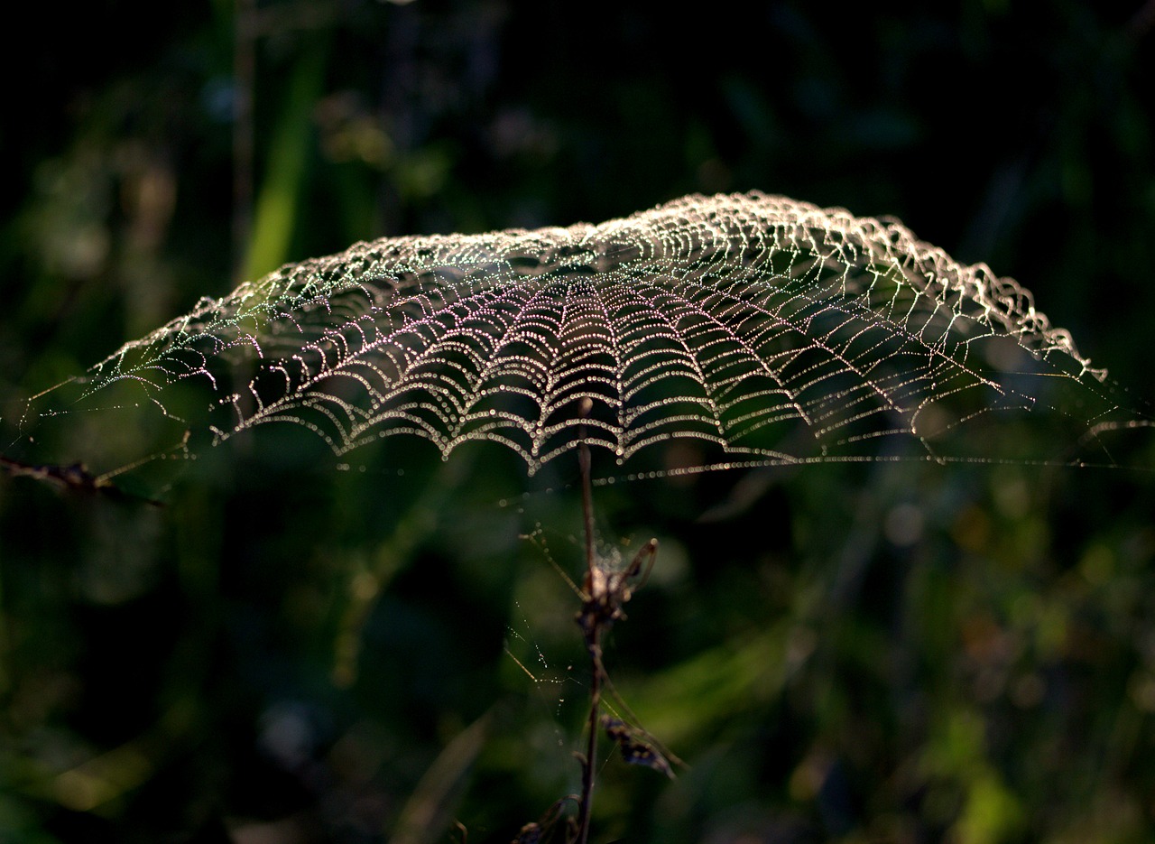 spider web  umbrella  drops free photo