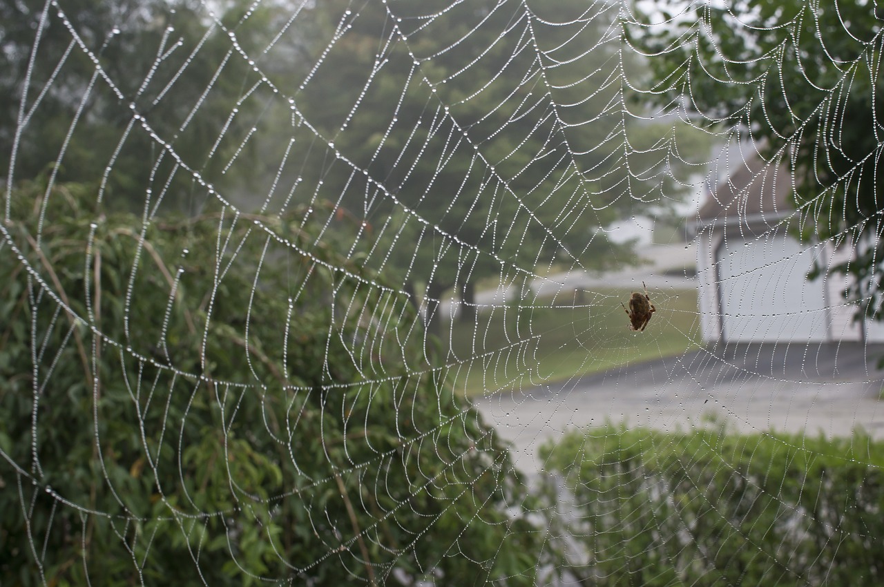 spider web  spider  web free photo