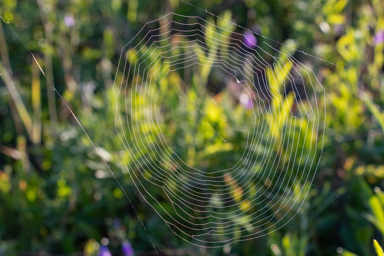 spider web  rosa  drops free photo