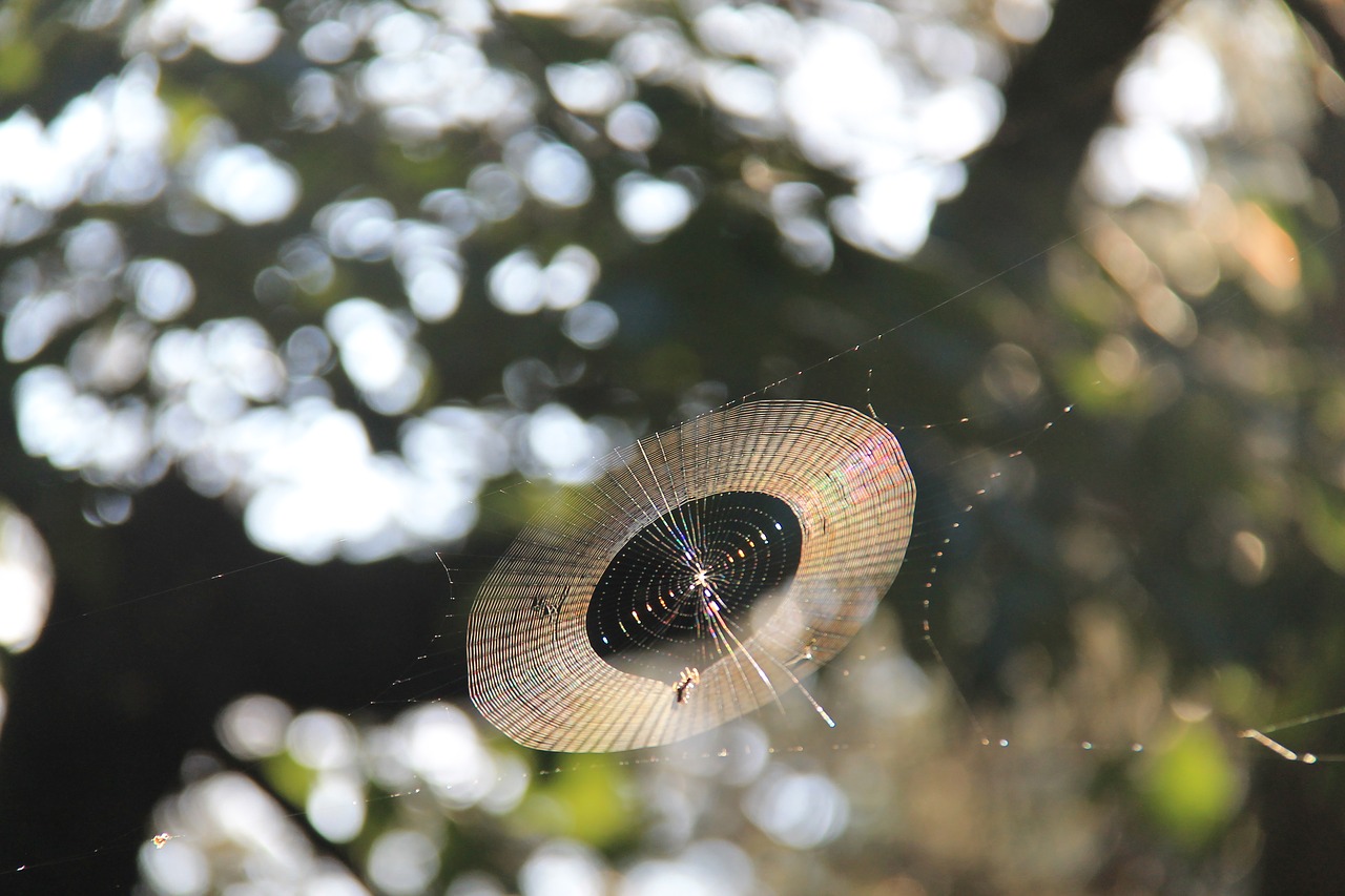 spider web  nature  spider free photo