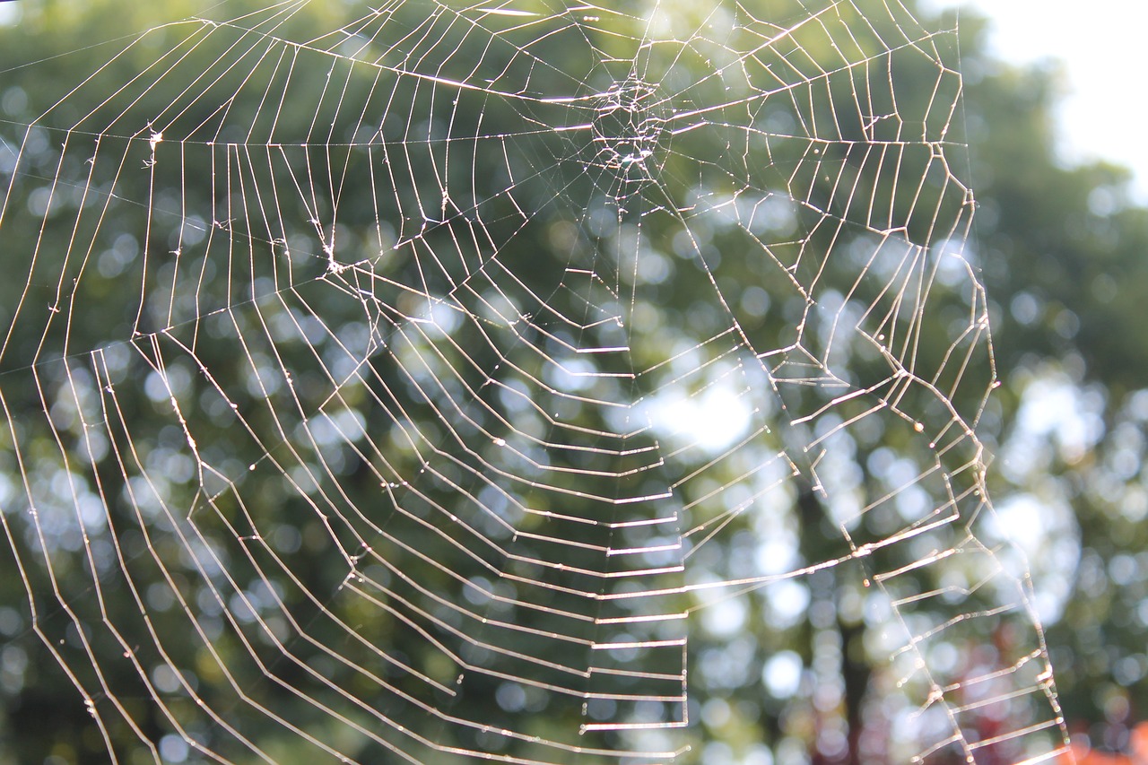 spider web  spider  web free photo