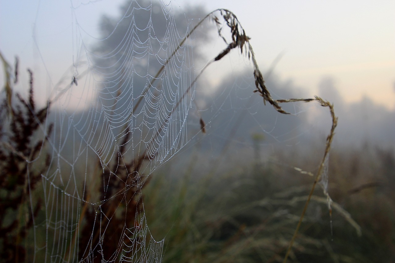 spider web  dewdrops  fog free photo