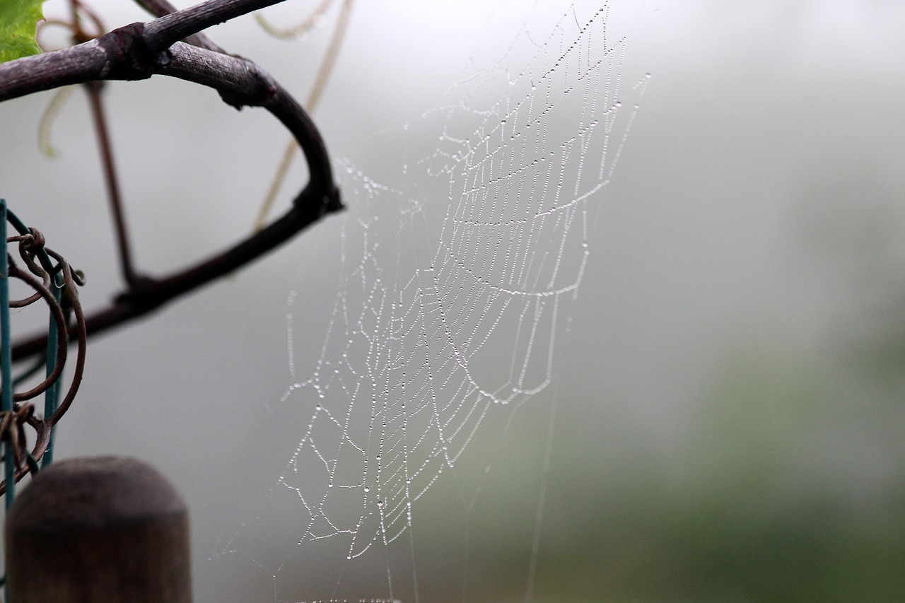 spider web  fog  morning free photo