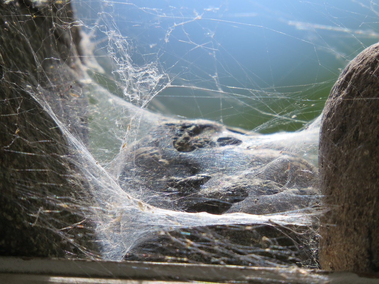 spider web  web  rocks free photo