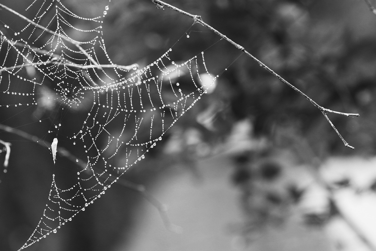 spider web  nature  cobweb free photo