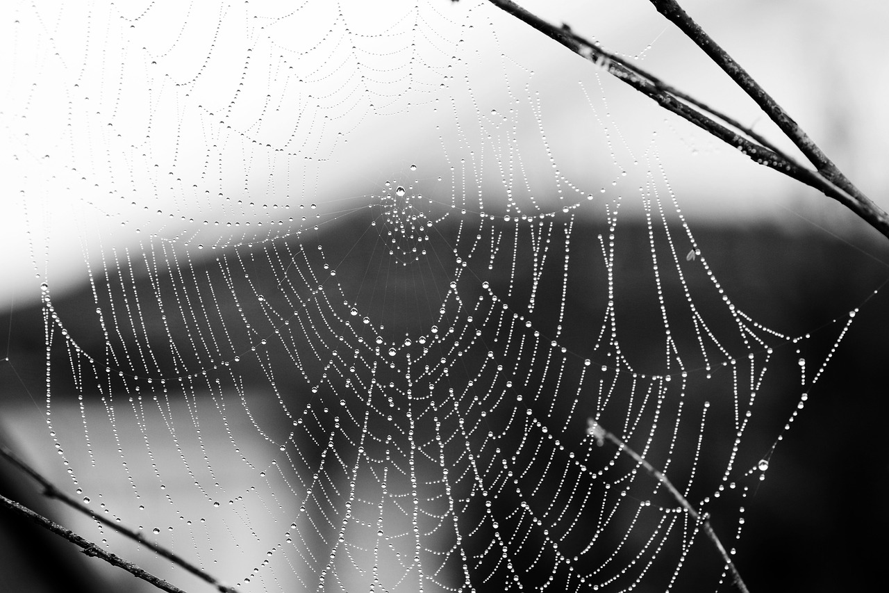 spider web  nature  cobweb free photo