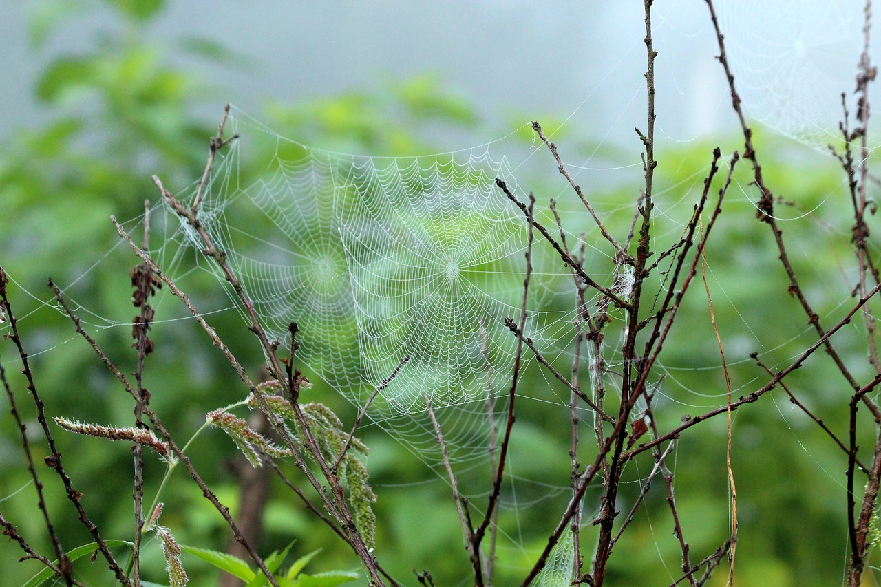 spider web  fog  morning free photo