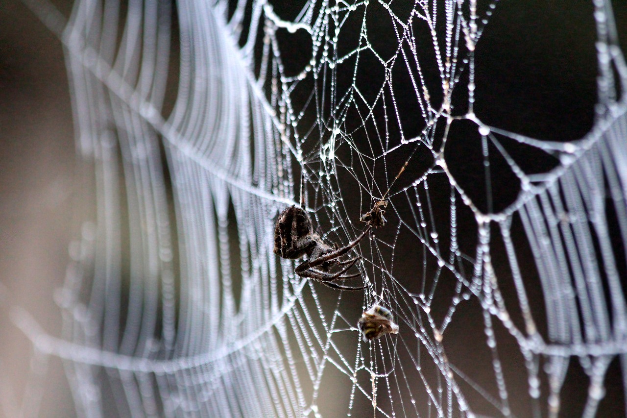 spider web  spider  extraction free photo