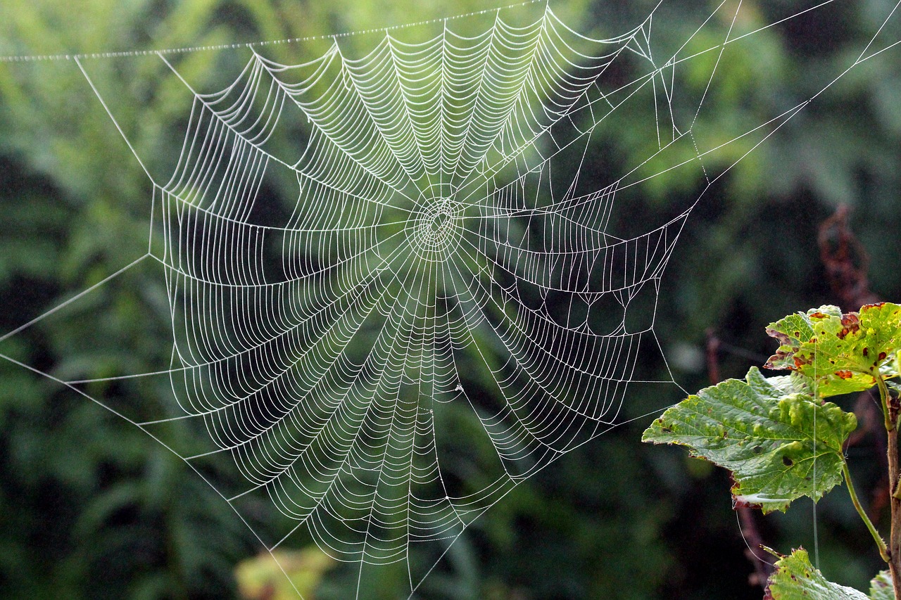 spider web  fog  morning free photo