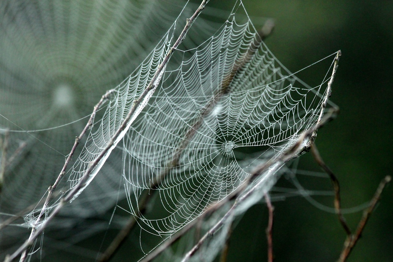 spider web  fog  morning free photo