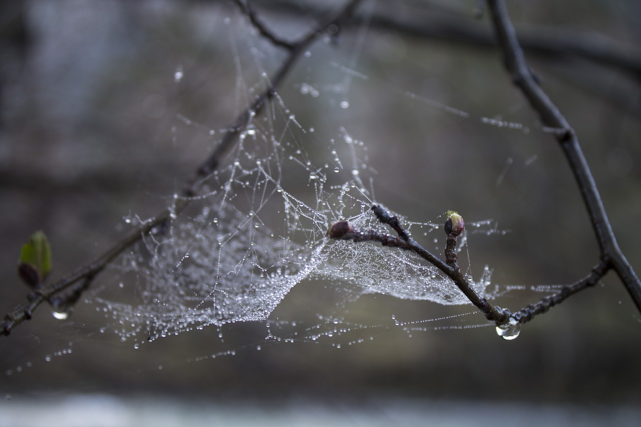 spider web  drops  macro free photo