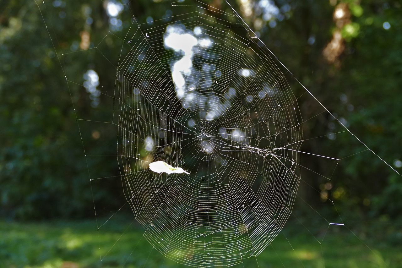spider web  forest  trap free photo