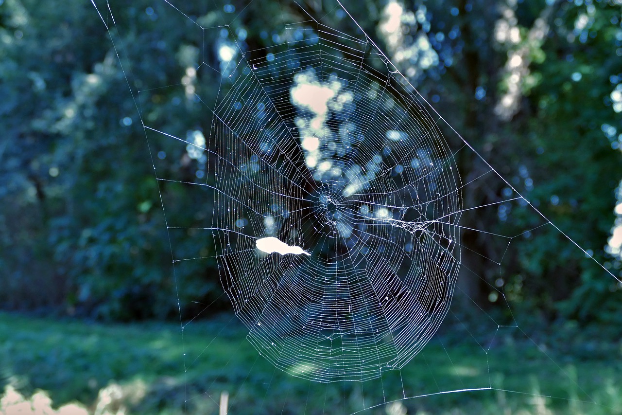 spider web  forest  trap free photo