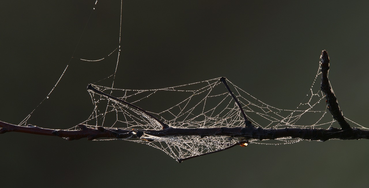 spider web  morgentau  drop of water free photo