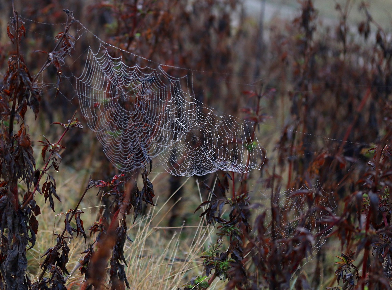 spider web  drops  water free photo