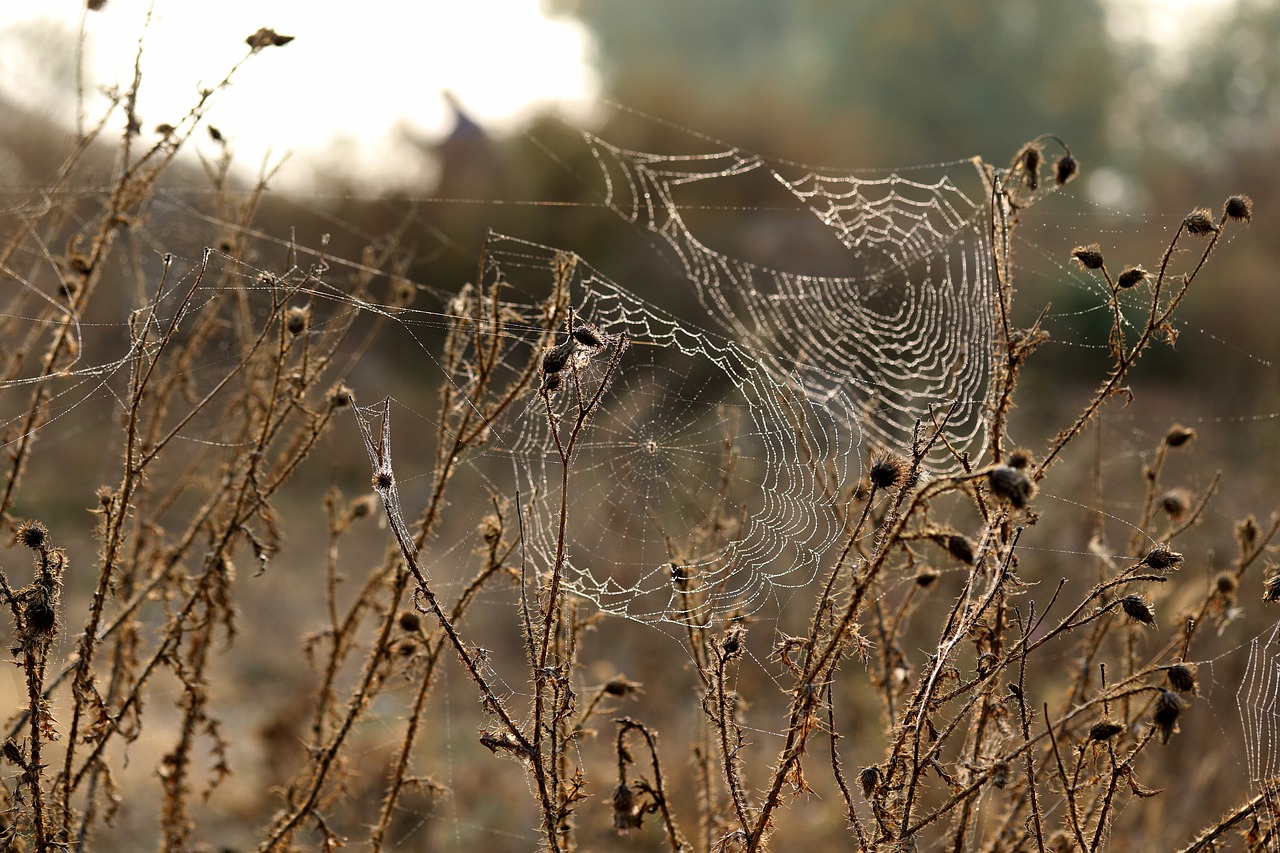 spider web  brambles  thorns free photo