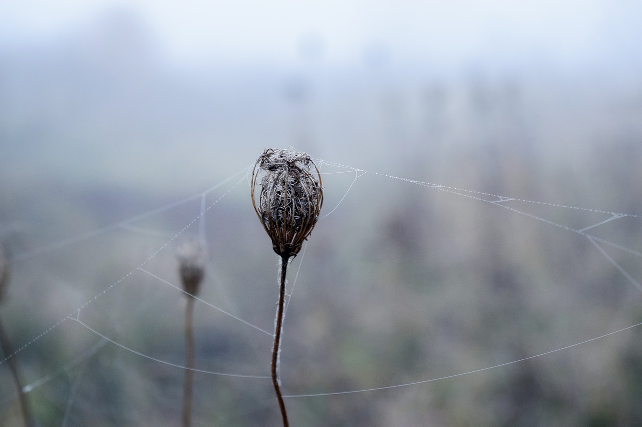 spider web  white  nature free photo