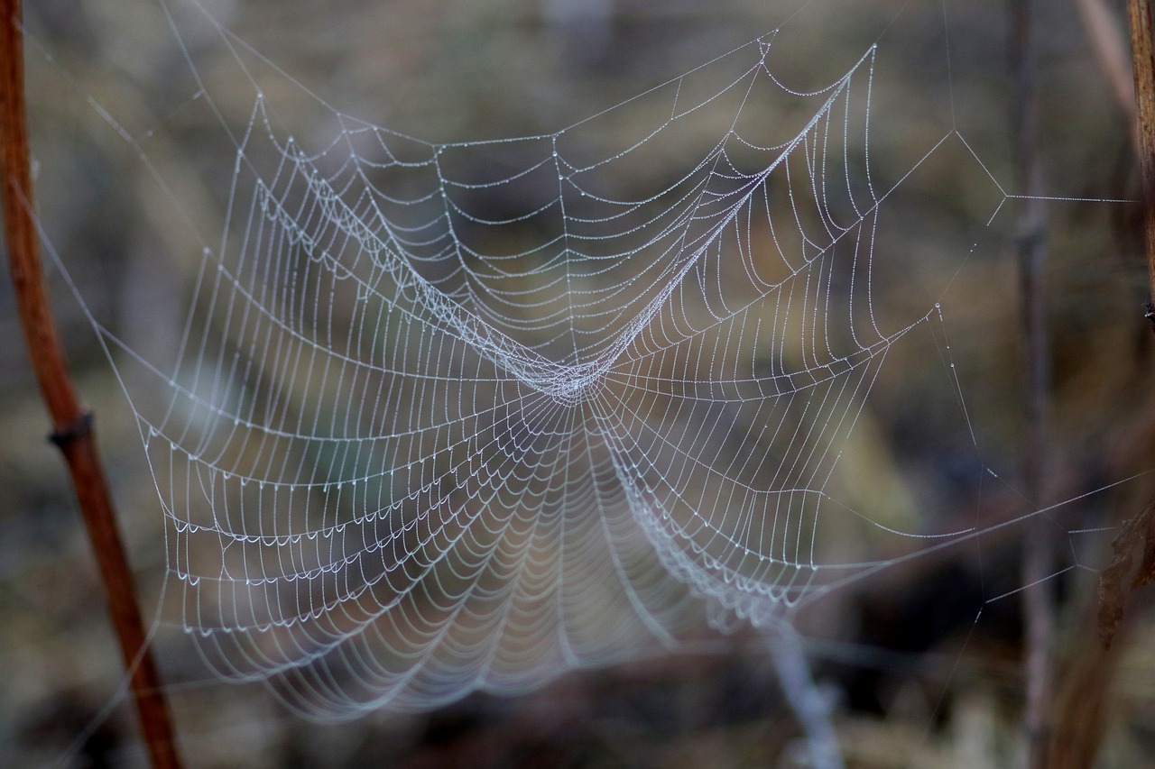 spider web  drops  wet free photo